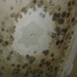 Mold Testing